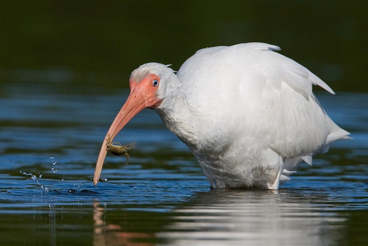 Schneesichler Eudocimus albus White Ibis